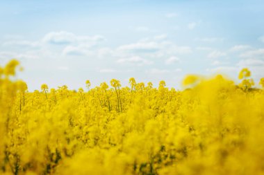 Parlak sarı kolza tohumu çiçeklerinden oluşan canlı bir yakın plan, yayılan altın bir tarlanın yumuşak odak zeminine kurulmuş..