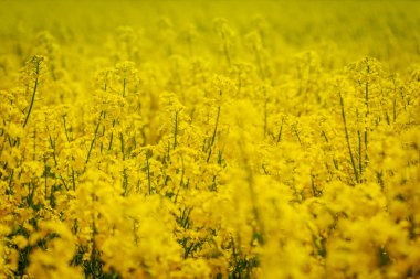 Parlak sarı kolza tohumu çiçeklerinden oluşan canlı bir yakın plan, yayılan altın bir tarlanın yumuşak odak zeminine kurulmuş..