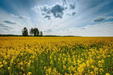 Parlak sarı kolza tohumu çiçeklerinden oluşan canlı bir yakın plan, yayılan altın bir tarlanın yumuşak odak zeminine kurulmuş..