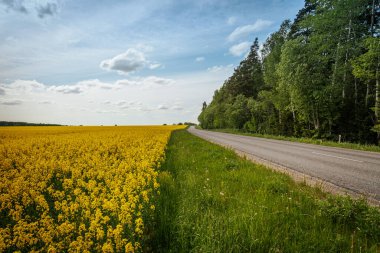 Dolambaçlı kırsal bir yol, sarı kolza tohumu tarlalarından ve parlak mavi gökyüzünün altındaki yemyeşil ağaçlardan ve dağınık bulutlardan oluşan manzaralı bir araziden geçer..