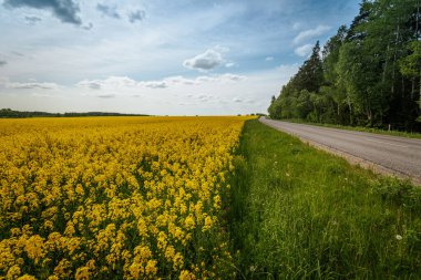 Dolambaçlı kırsal bir yol, sarı kolza tohumu tarlalarından ve parlak mavi gökyüzünün altındaki yemyeşil ağaçlardan ve dağınık bulutlardan oluşan manzaralı bir araziden geçer..