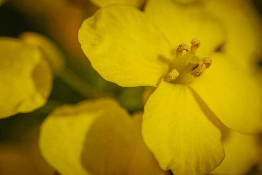 Bir kolza çiçeğinin aşırı yakın çekimi canlı sarı yapraklar ve yumuşak, doğal ışıklandırma ile detaylı üreme yapıları ortaya çıkarıyor..