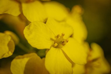Bir kolza çiçeğinin aşırı yakın çekimi canlı sarı yapraklar ve yumuşak, doğal ışıklandırma ile detaylı üreme yapıları ortaya çıkarıyor..