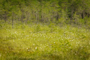 Letonya Niedraju Pilkas bataklık patikası için bahar renkleriyle dolu bir bataklık