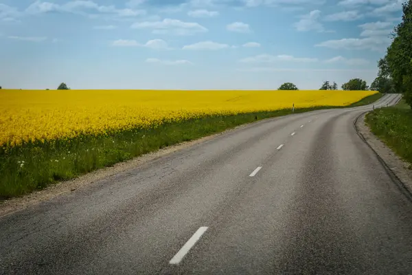 Dolambaçlı kırsal bir yol, sarı kolza tohumu tarlalarından ve parlak mavi gökyüzünün altındaki yemyeşil ağaçlardan ve dağınık bulutlardan oluşan manzaralı bir araziden geçer..