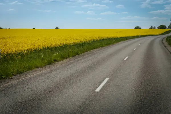Dolambaçlı kırsal bir yol, sarı kolza tohumu tarlalarından ve parlak mavi gökyüzünün altındaki yemyeşil ağaçlardan ve dağınık bulutlardan oluşan manzaralı bir araziden geçer..