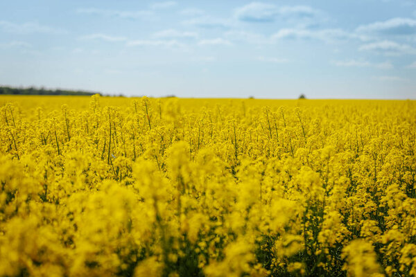 Яркий крупный план ярко-желтых цветов рапса в полном расцвете, установленный на мягком фоновом фоне раскинувшегося золотого поля.