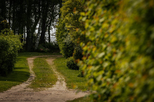 Gravel road in a pine forest in the spring of an ecologically clean forest