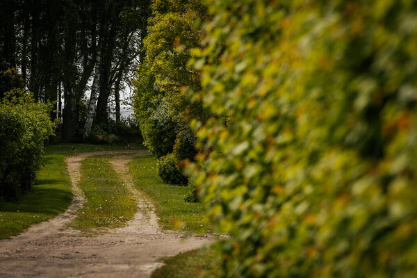 Gravel road in a pine forest in the spring of an ecologically clean forest