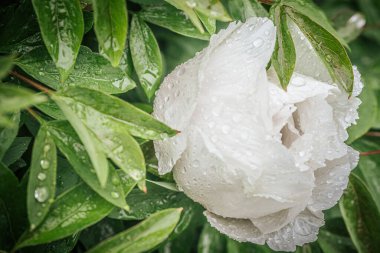 Pembe, kırmızı ve beyaz tonlarında çiçek açan şakayıkların canlı yakın plan çekimleri. Çiçek sergisinde arka plan bulanıklığı ile sıralanmış..