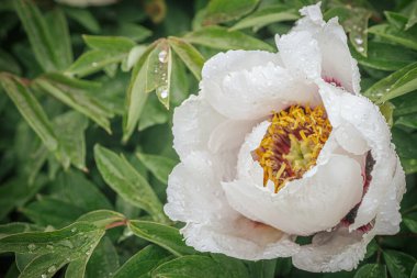 Pembe, kırmızı ve beyaz tonlarında çiçek açan şakayıkların canlı yakın plan çekimleri. Çiçek sergisinde arka plan bulanıklığı ile sıralanmış..