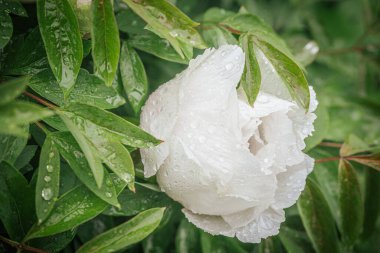 Pembe, kırmızı ve beyaz tonlarında çiçek açan şakayıkların canlı yakın plan çekimleri. Çiçek sergisinde arka plan bulanıklığı ile sıralanmış..