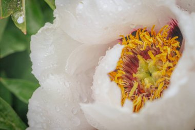 Pembe, kırmızı ve beyaz tonlarında çiçek açan şakayıkların canlı yakın plan çekimleri. Çiçek sergisinde arka plan bulanıklığı ile sıralanmış..