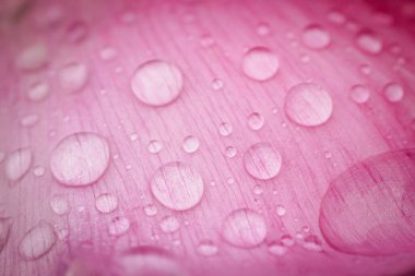 Zarif pembe şakayık çiçeklerinin yakın plan çekimi, katmanlı taç yapraklarını ve yumuşak pastel tonlarını açık bir arkaplanda sergiliyor..