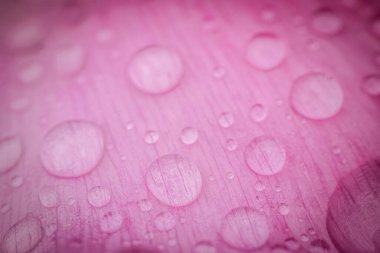 Zarif pembe şakayık çiçeklerinin yakın plan çekimi, katmanlı taç yapraklarını ve yumuşak pastel tonlarını açık bir arkaplanda sergiliyor..