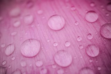 Zarif pembe şakayık çiçeklerinin yakın plan çekimi, katmanlı taç yapraklarını ve yumuşak pastel tonlarını açık bir arkaplanda sergiliyor..