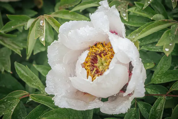 Pembe, kırmızı ve beyaz tonlarında çiçek açan şakayıkların canlı yakın plan çekimleri. Çiçek sergisinde arka plan bulanıklığı ile sıralanmış..