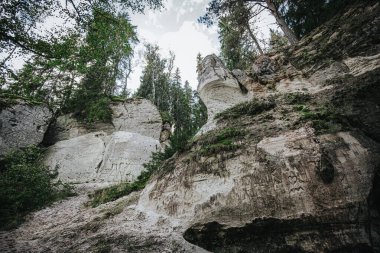 Low-angle view of a vibrant green fern sprouting from a moss-covered rock cliff, surrounded by trees and open sky above.