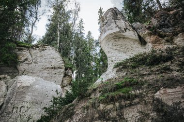 Low-angle view of a vibrant green fern sprouting from a moss-covered rock cliff, surrounded by trees and open sky above.
