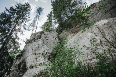 Low-angle view of a vibrant green fern sprouting from a moss-covered rock cliff, surrounded by trees and open sky above.