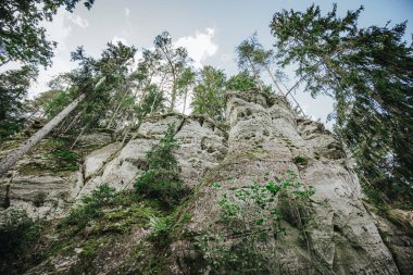 Low-angle view of a vibrant green fern sprouting from a moss-covered rock cliff, surrounded by trees and open sky above.