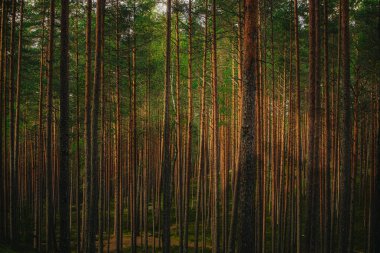 Tall, straight pine trees densely packed in a sunlit forest, casting warm shadows on the mossy ground during golden hour.