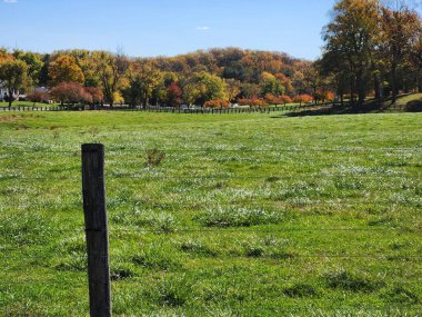 Çiftlikte sonbahar yaprakları