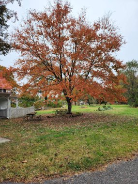 Parkta sonbahar ağaçları