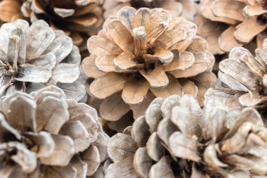 Bir grup kozalağın görüntüsünü kapat