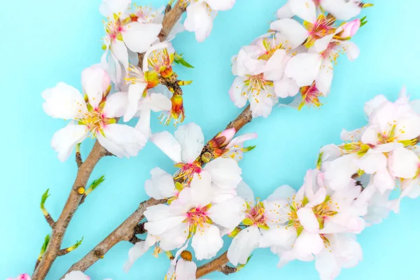 stock image Almond tree branch with blossoms, on a blue background.