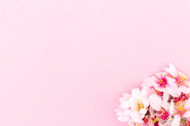 Pembe arka planda çiçek açan badem çiçekleri. Beyaz ve pembe çiçekler bir tarafta, bir çerçeve oluşturur.