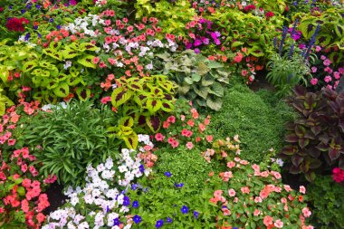 Çiçek tarhında çeşitli bitkiler ve renkli çiçekler var.