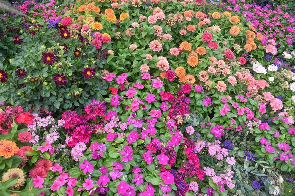 Farklı Bitki Çeşitleri Renkli Çiçekleri Olan Çiçek Tarhı — Stok fotoğraf