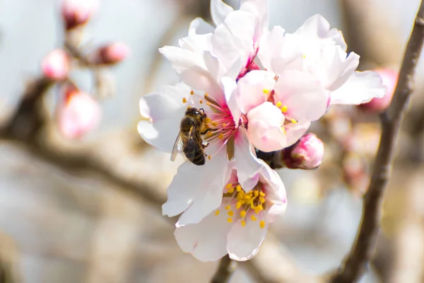 Biene Auf Einer Mandelblüte Nahaufnahme Einer Honigbiene Die Pollen Auf — Stockfoto