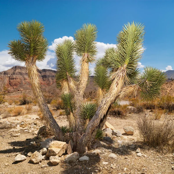 ツリーと砂漠の風景 — ストック写真