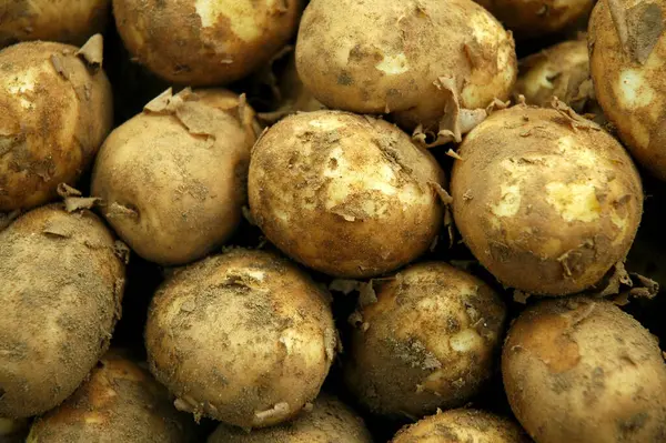 Potatoes Box — Stock Photo, Image