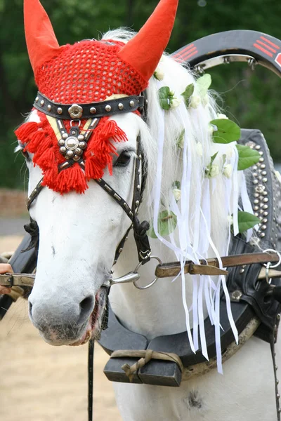 White Horse Harness — Stock Photo, Image
