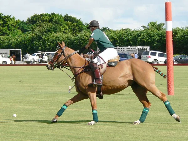 Polo Player Action — Stock Photo, Image