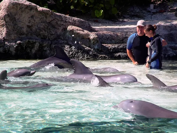 Dolphins Workers Dolphinarium — Stock Photo, Image
