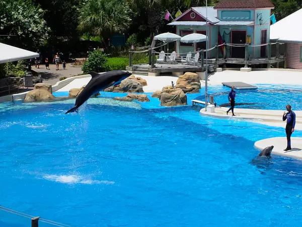 Dolphins Workers Dolphinarium — Stock Photo, Image