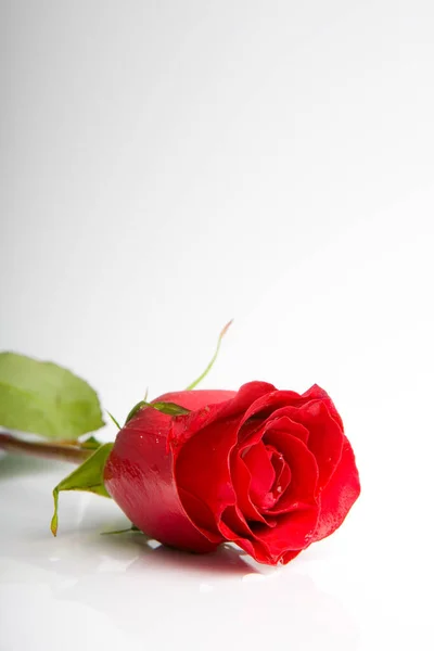 Κοντινή Θέα Του Όμορφου Τριαντάφυλλου Καλοκαιρινή Έννοια — Φωτογραφία Αρχείου