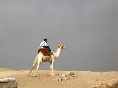 Guard on camel in egypt