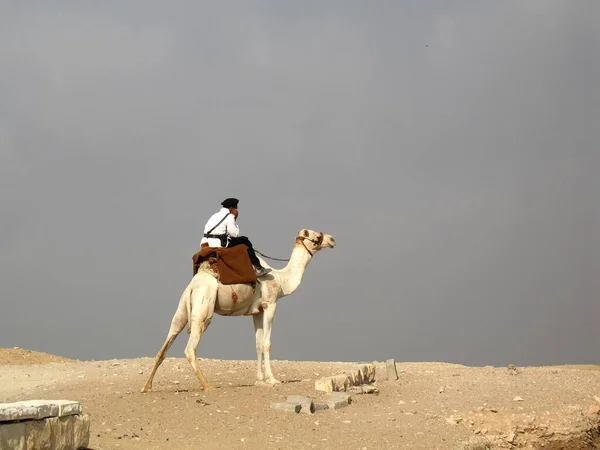 Guard Camel Egypt — Stockfoto