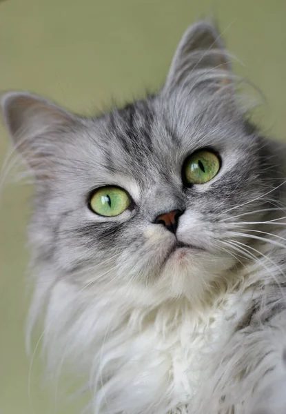 Portret Kotka — Zdjęcie stockowe