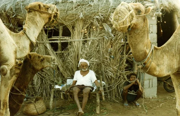 Kamelenherders Met Kamelen — Stockfoto