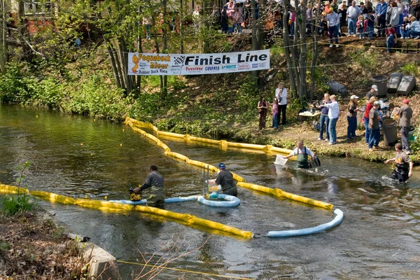 Forestville Duck Race View — Stock Photo, Image