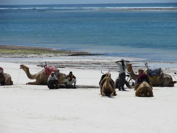 Rest Van Mensen Kamelen Zee Strand — Stockfoto