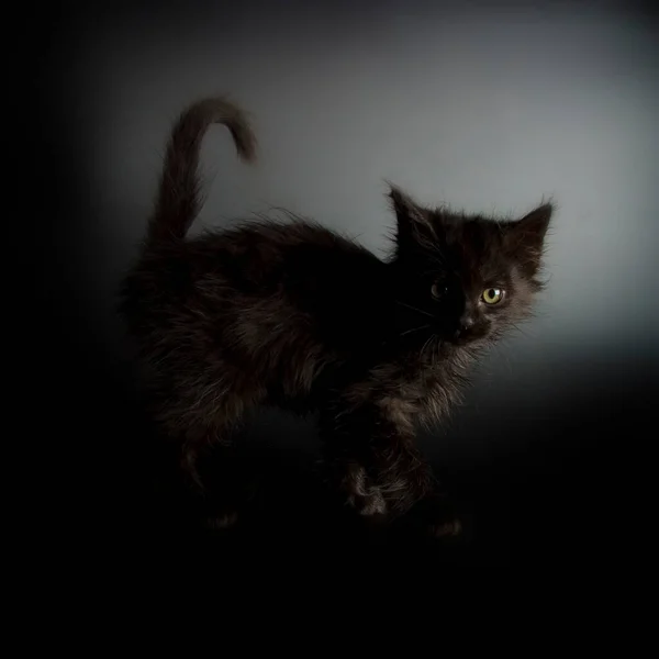 Kedi Yavrusu Nun Güzel Yakın Görüntüsü — Stok fotoğraf