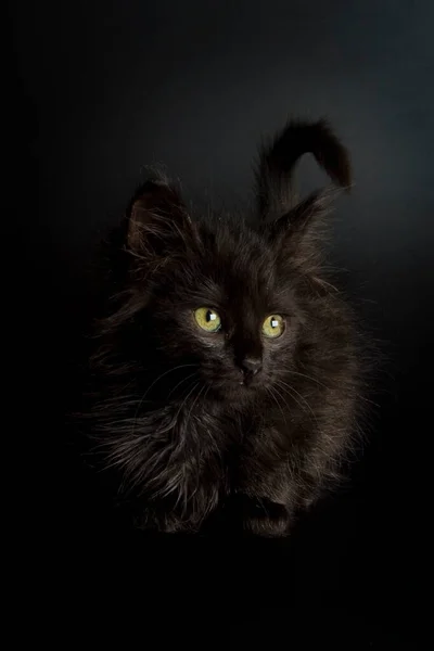 Mooi Dichtbij Uitzicht Kleine Kat — Stockfoto