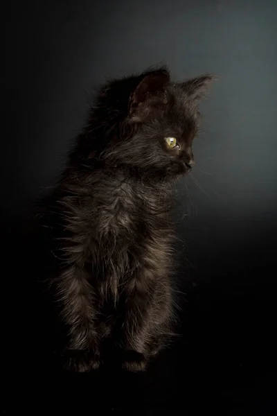 Красивая Маленькая Кошка — стоковое фото